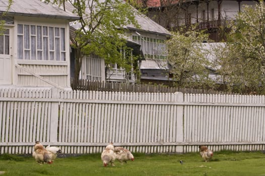 A group of hens in front of some houses in a Romanian rural area (main focus on the fence).Shot with Canon 70-200mm f/2.8L IS USM