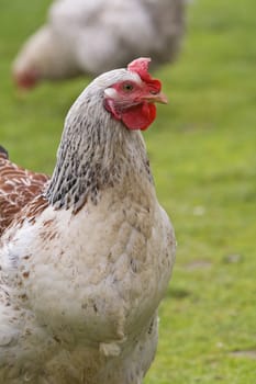 Close-up image of a rooster in a garden.Shot with Canon 70-200mm f/2.8L IS USM