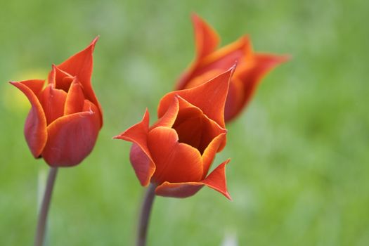 Red tulips against a blurred green background.Shot with Canon 70-200mm f/2.8L IS USM