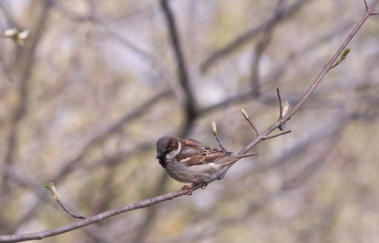 Sparrow on a twig in a forest