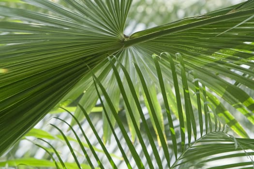 Interesting perspective under a palm tree in a jungle forest.