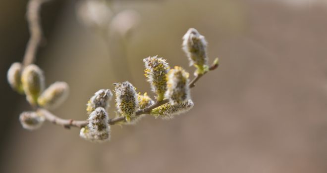 Close-up image of a delicate catkins twig.