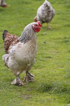 Rooster and hens in a yard.Shot with Canon 70-200mm f/2.8L IS USM