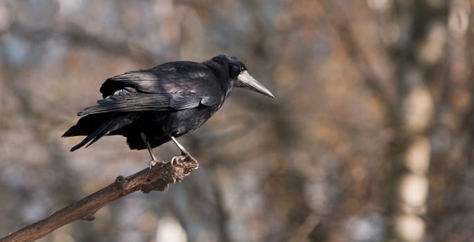 Shot of a crow on a twig in a forest.Shot with Canon 70-200mm f/2.8L IS USM