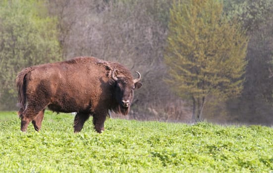 Shot of a bison during the spring season.