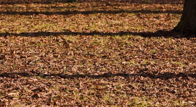 Shadows of trees in an autumn park.