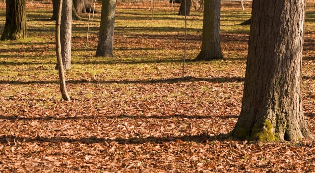Tree trunks and their shadows in an autumn park.