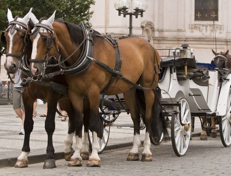 Horses and carriage in Old Town Square,Prague.Shot with Canon 70-200mm f/2.8L IS USM