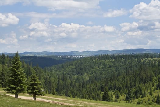 Forest lanscapes specific for Apuseni Mountains,Romania.