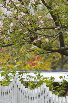 White wooden fence under a beautiful fruit tree in blossom.Location: surroundings of Agapia Monastery,Moldavia,Romania.