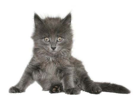 Small kitten on a white background.