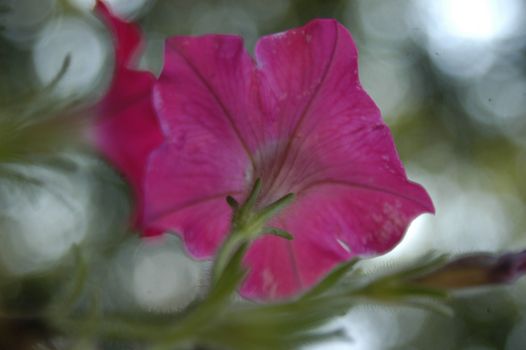 A closeup of a blue flower in summer bloom