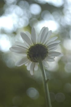 Abstrct daisy with light seen close up and shot from behind