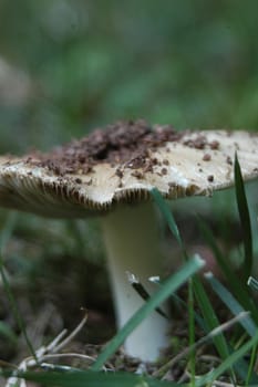 A closeup of a mushroom in the summer