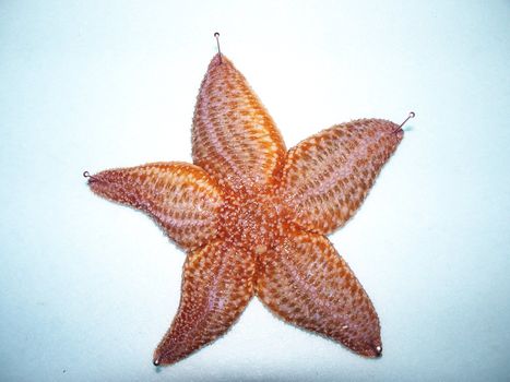 starfish pinned for drying