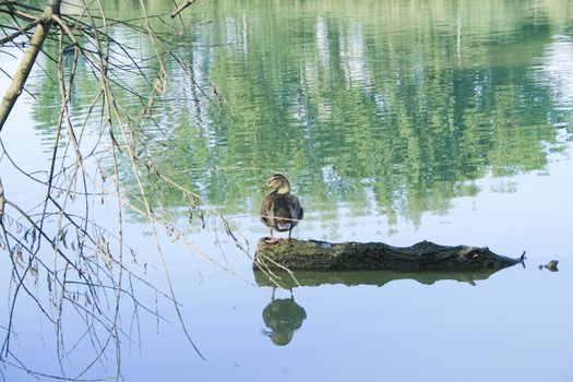 A duck standing on a stump.