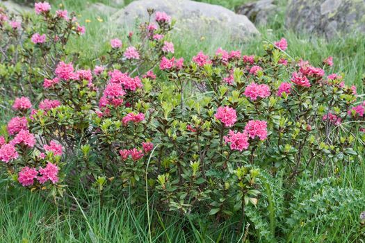 alpine landscape on summer with rhododendron flowers