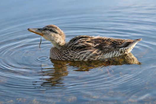 female Mallard duck in the morning