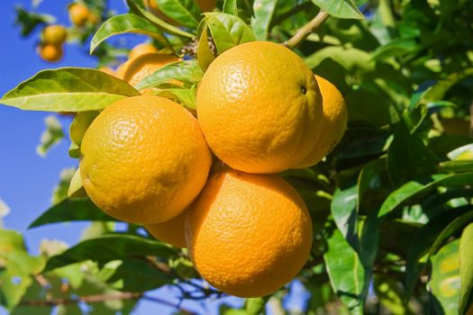 Ripe oranges are hanging on a tree under a bright blue sky