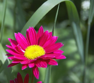 Camomile