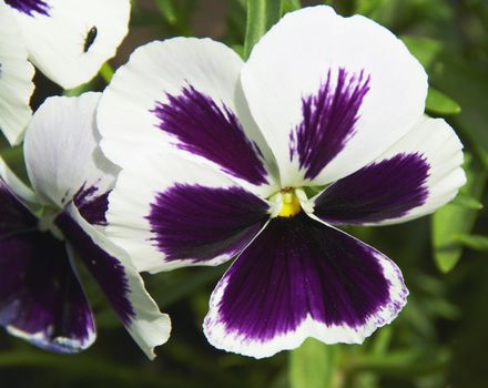 Pansies