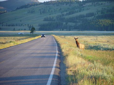 An Elk Looks before crossing a road in Yellowstone National Park.