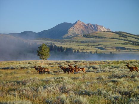 A small heard of elk roam through the early morning mist.