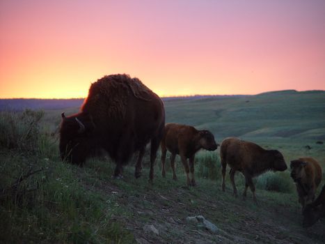 An American Bison Cow and her Caves settle for the night with a fiery sky in the backdrop.