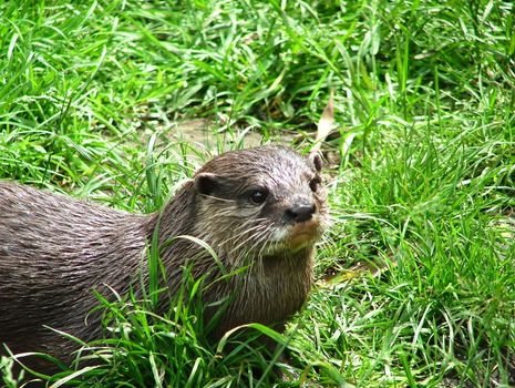 little Otter in the nature