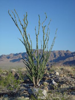 A plant survives in the heat of Joshua Tree National Park