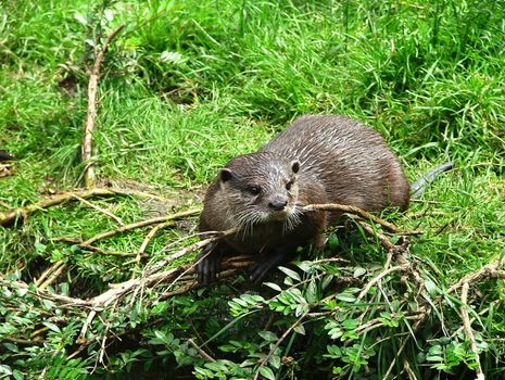 little Otter in the nature