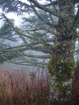 A cloud forest sits quietly on Mt. Mitchell, North Carolina.