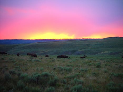 American Bison settle for the night with a fiery sky in the backdrop.