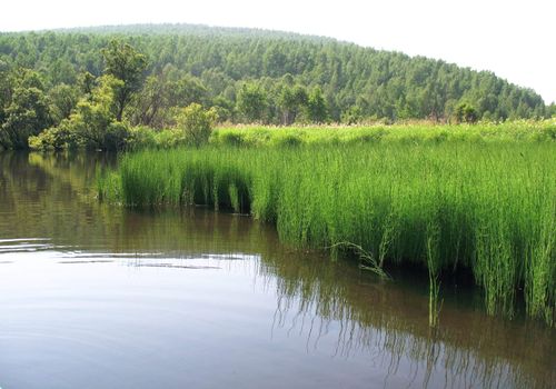 Huge horsetail (Equisetum palustre) Rains have caused flooding of coast of the river and have caused prompt growth of this plant