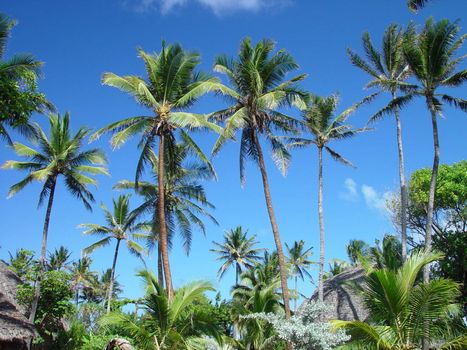 The deep blue sky over Hawaii with palm trees