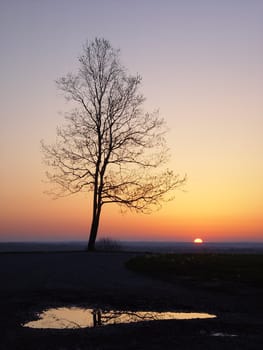 A lone tree stand high in Indiana’s hill country of Brown County State Park on a spring morning.