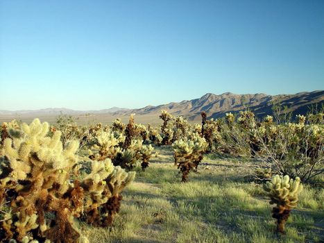 Cactus plants growing in the high desert of California.