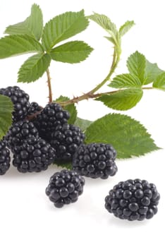 Blackberries with branch isolated on white.