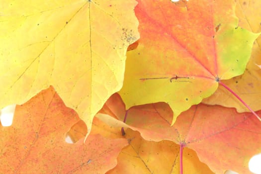 A close up of a pile of autum colored leaves.