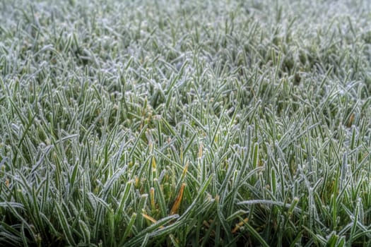 Blades of grass covered in the morning frost.