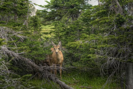 A deer staring down the viewer from the forest.