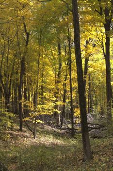 Sun light illuminating a fall colored forest.