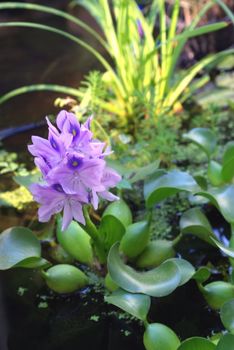 Water Hyacinth in full bloom in a small pond with other water plants.