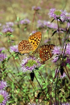 Two orange and yellow butterflies together on a mountain wildflower.