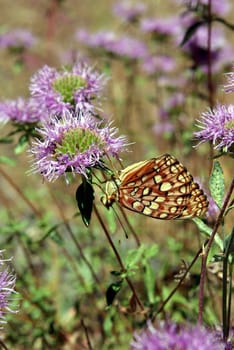 A lone butterfly perched upside down on a purple mountain wildflower.