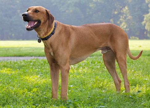 A standing dog in a park.