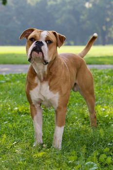 A standing dog in a park.