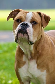 A beautiful dog in a park.