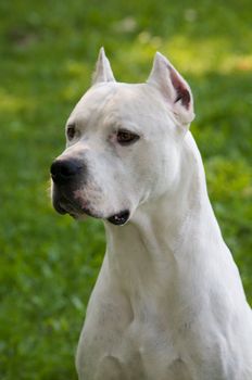 A beautiful argentin dog sitting in a park.