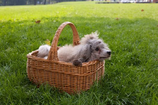A poodle laying in a crate.